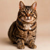 For Cats